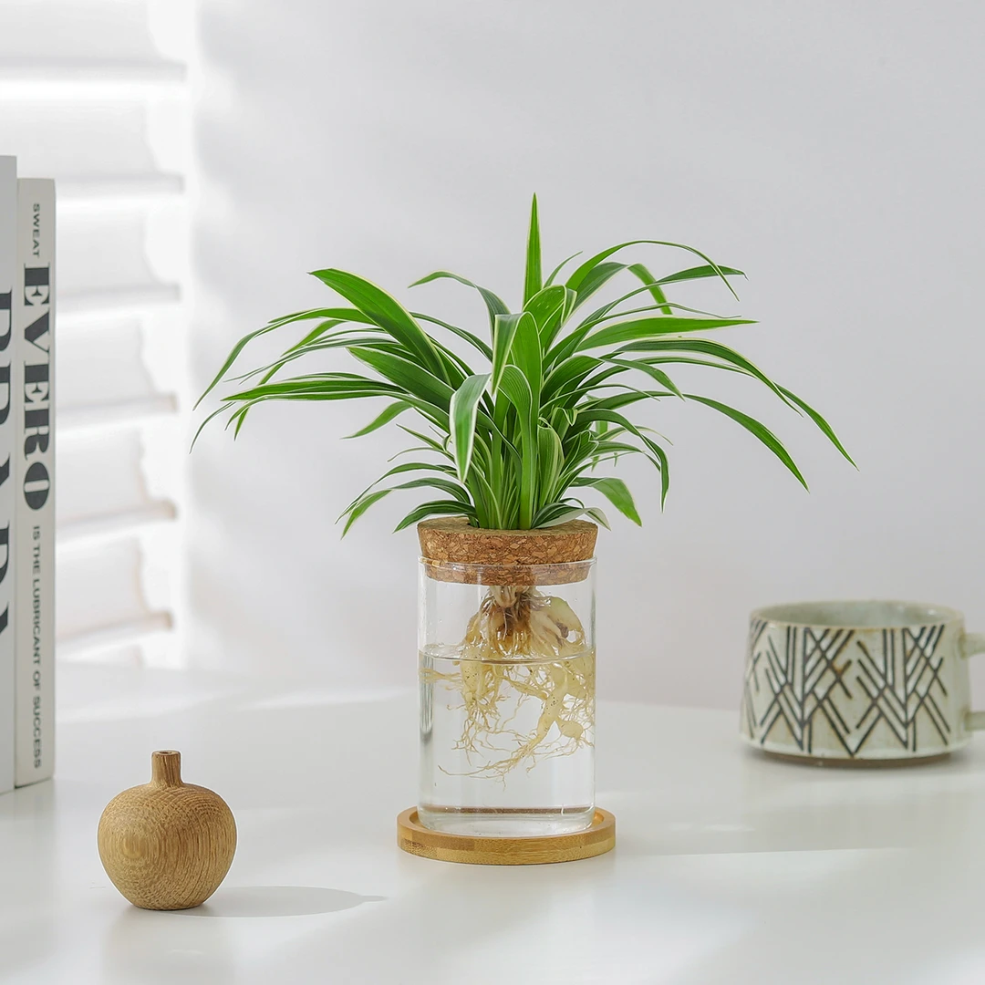 金边吊兰盆栽水培绿植办公室内桌面花卉观叶植物客厅好养净化空气