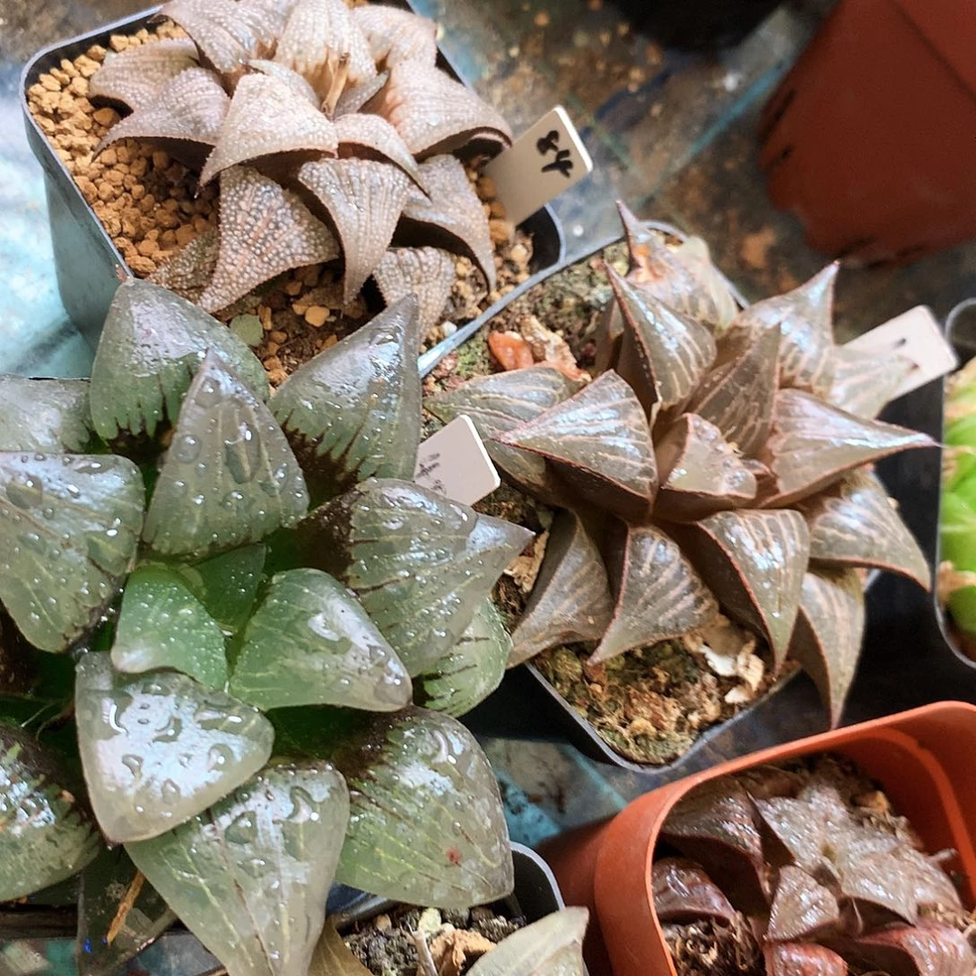 五颗，一物一拍，带盆带土