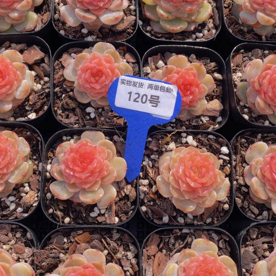 120号糖心粉透底盈盈单头一个