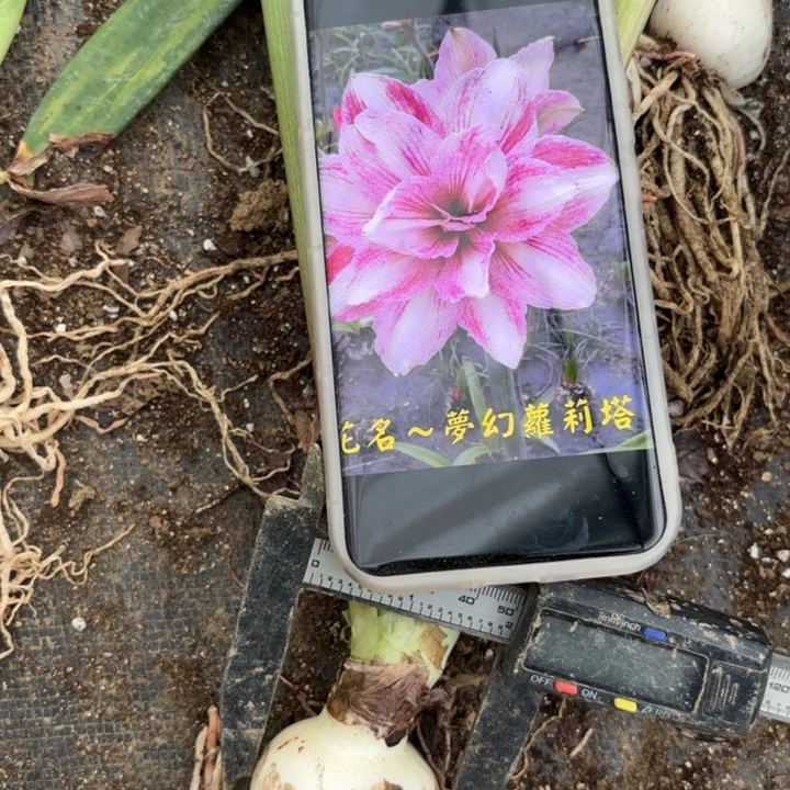 无花朵梦幻洛丽塔包对版一号