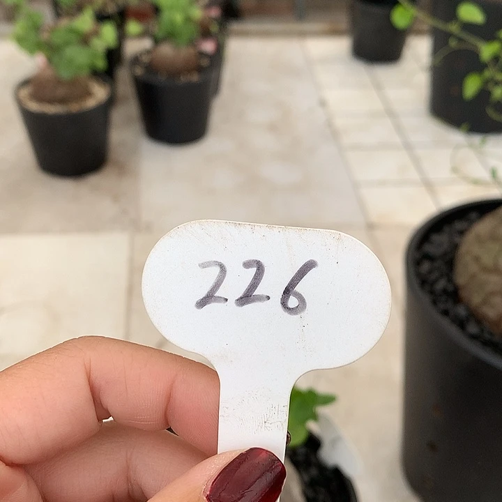 北*226墨龟11111111111