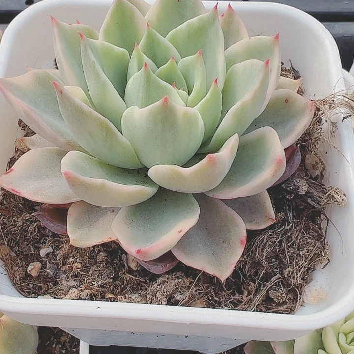 旋*多肉植物多肉植物