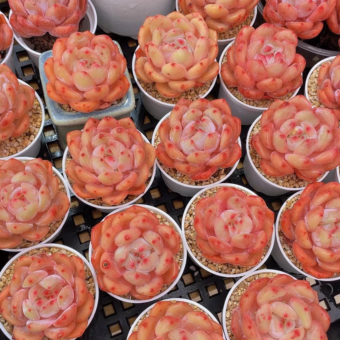 量拍66号 果冻韩版仙女橙单头5个