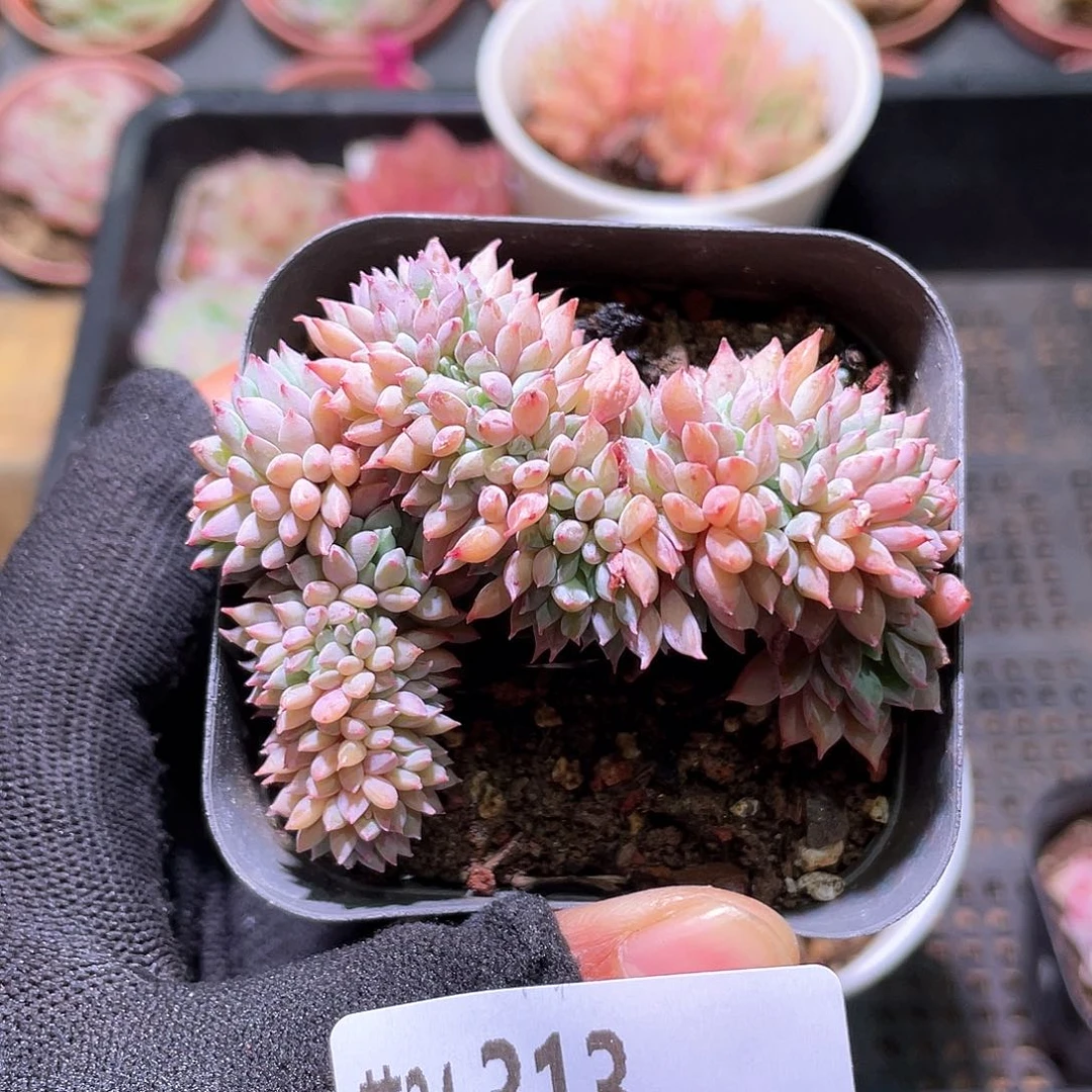 花利美24-313莱恩小精灵缀化