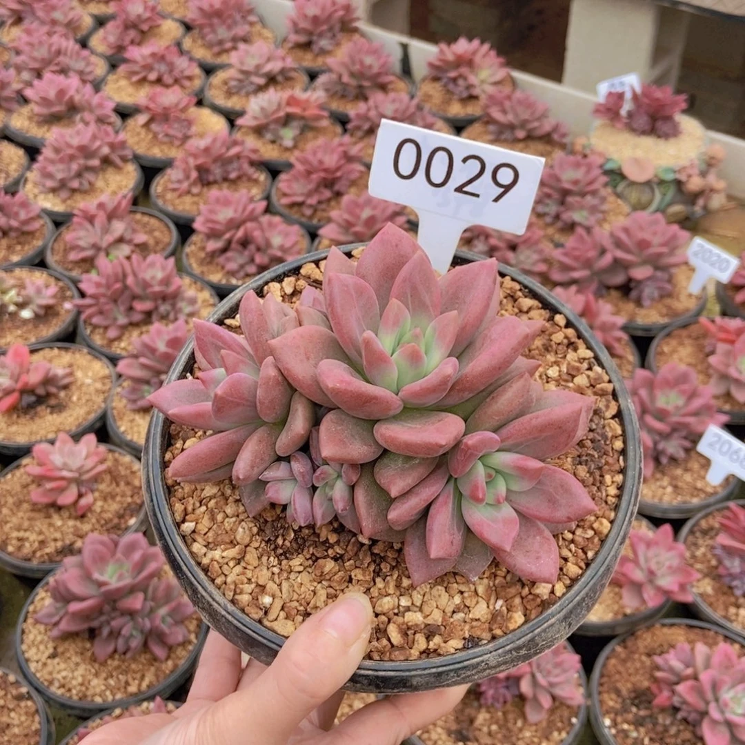 伊***姐赫菲。      0029号。