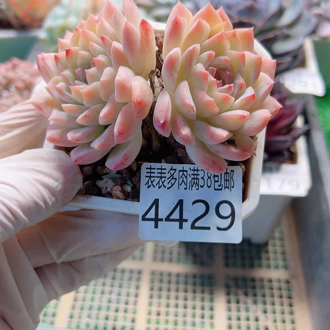 无花朵多肉一物一拍植物4429