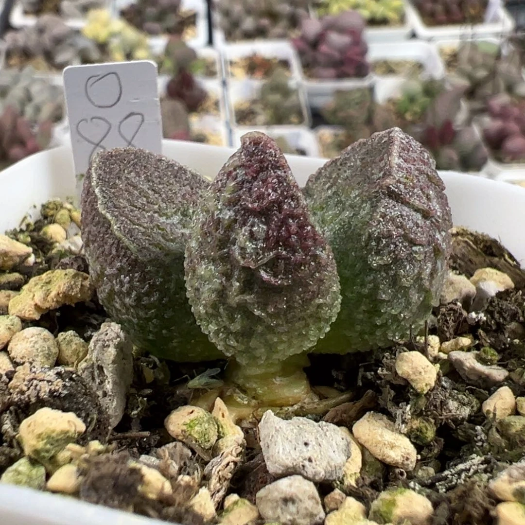 深色系纹路款实生新品