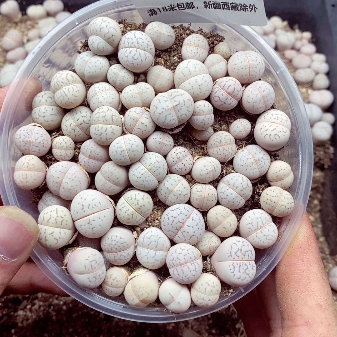 我是一只小小鸟地域鬼6475