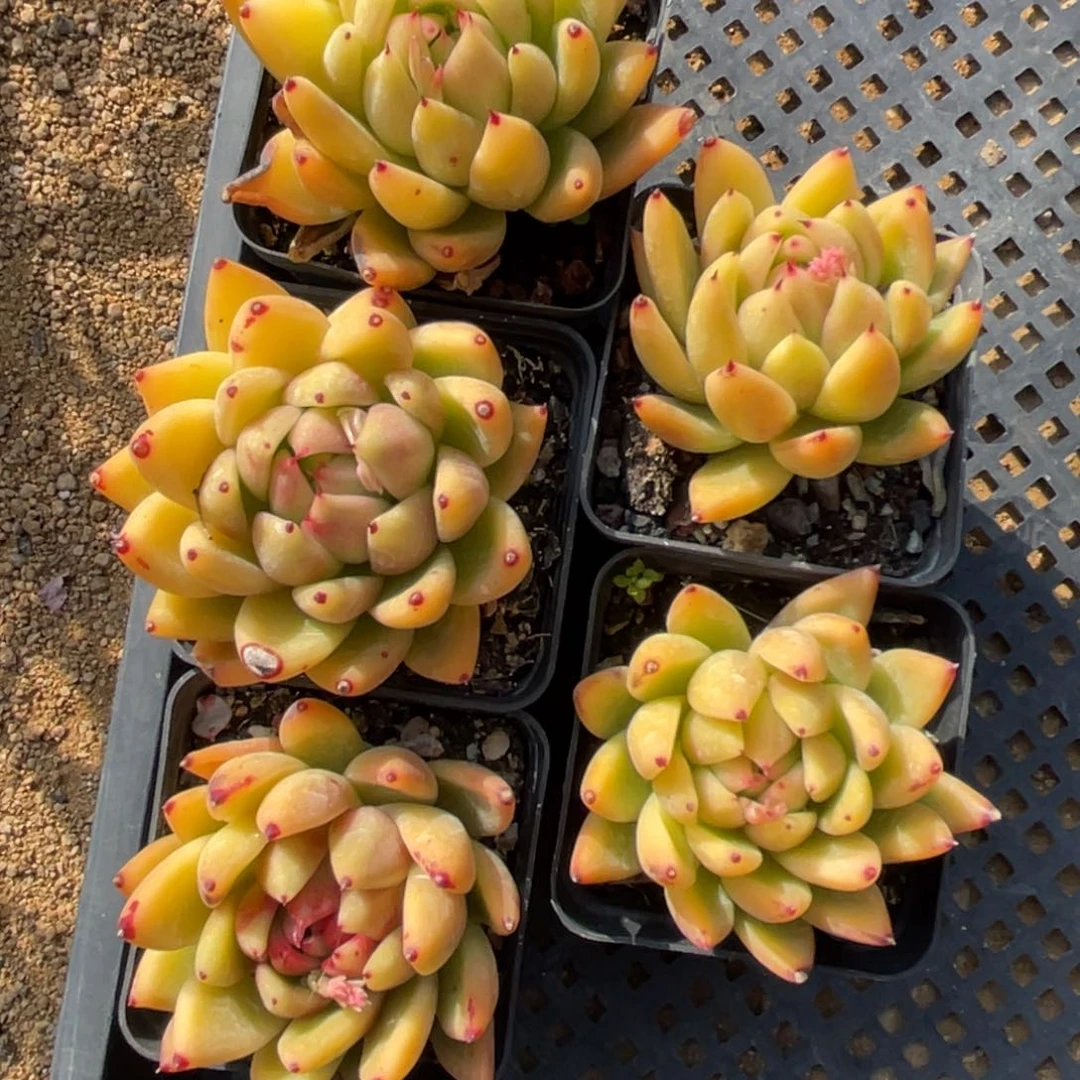 多肉植物5个一起