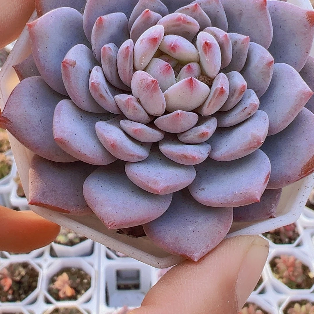 大玉芙蓉单头19包邮多肉