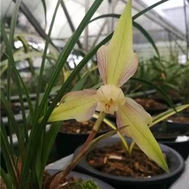 春兰天蝉（奖品苗情以直播间实物为准）