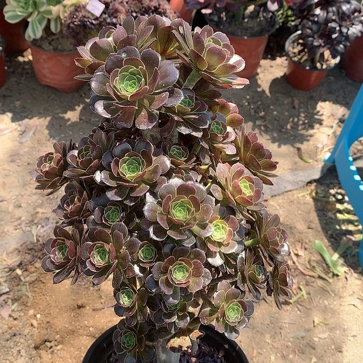 156灰法多肉植物