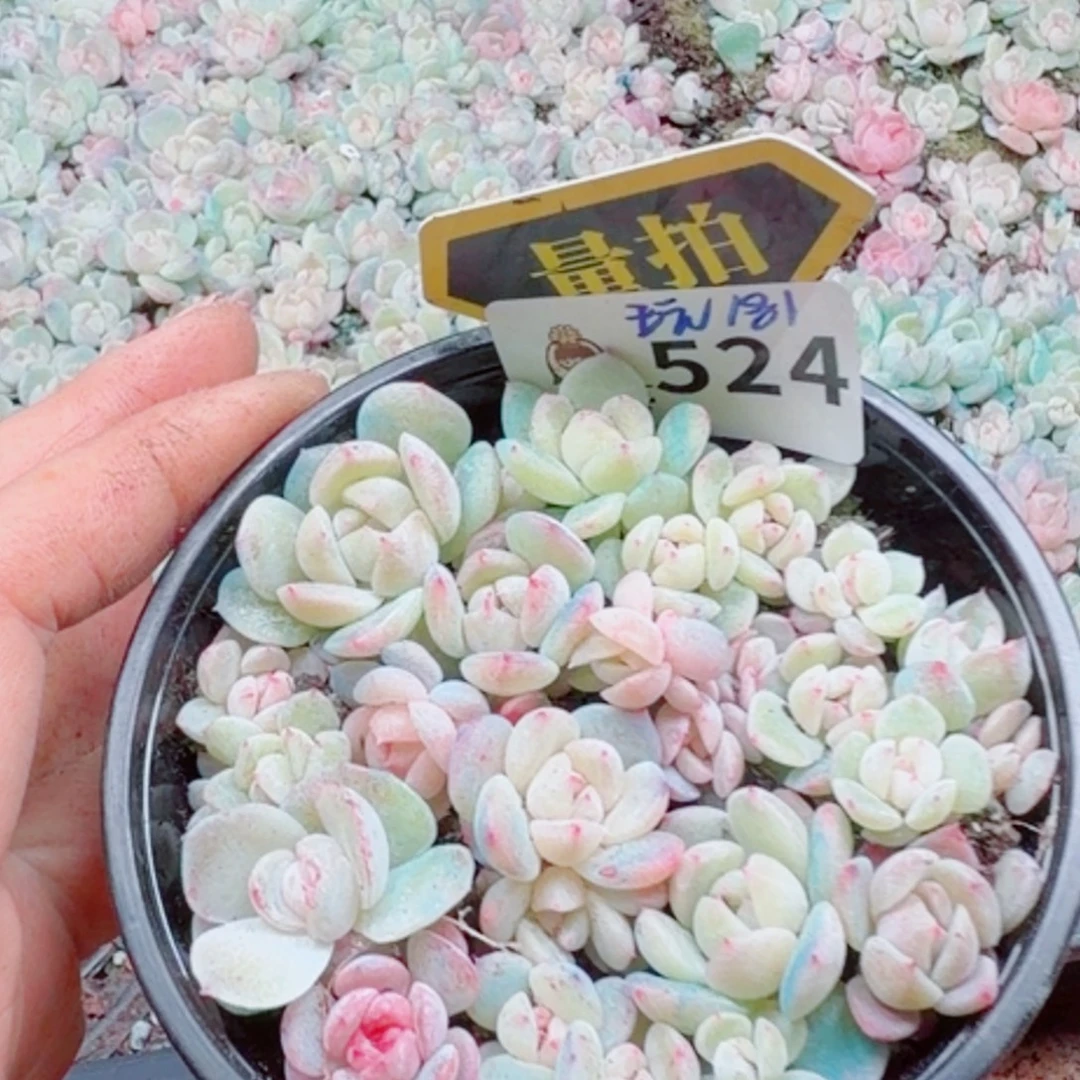 多肉植物多肉植物