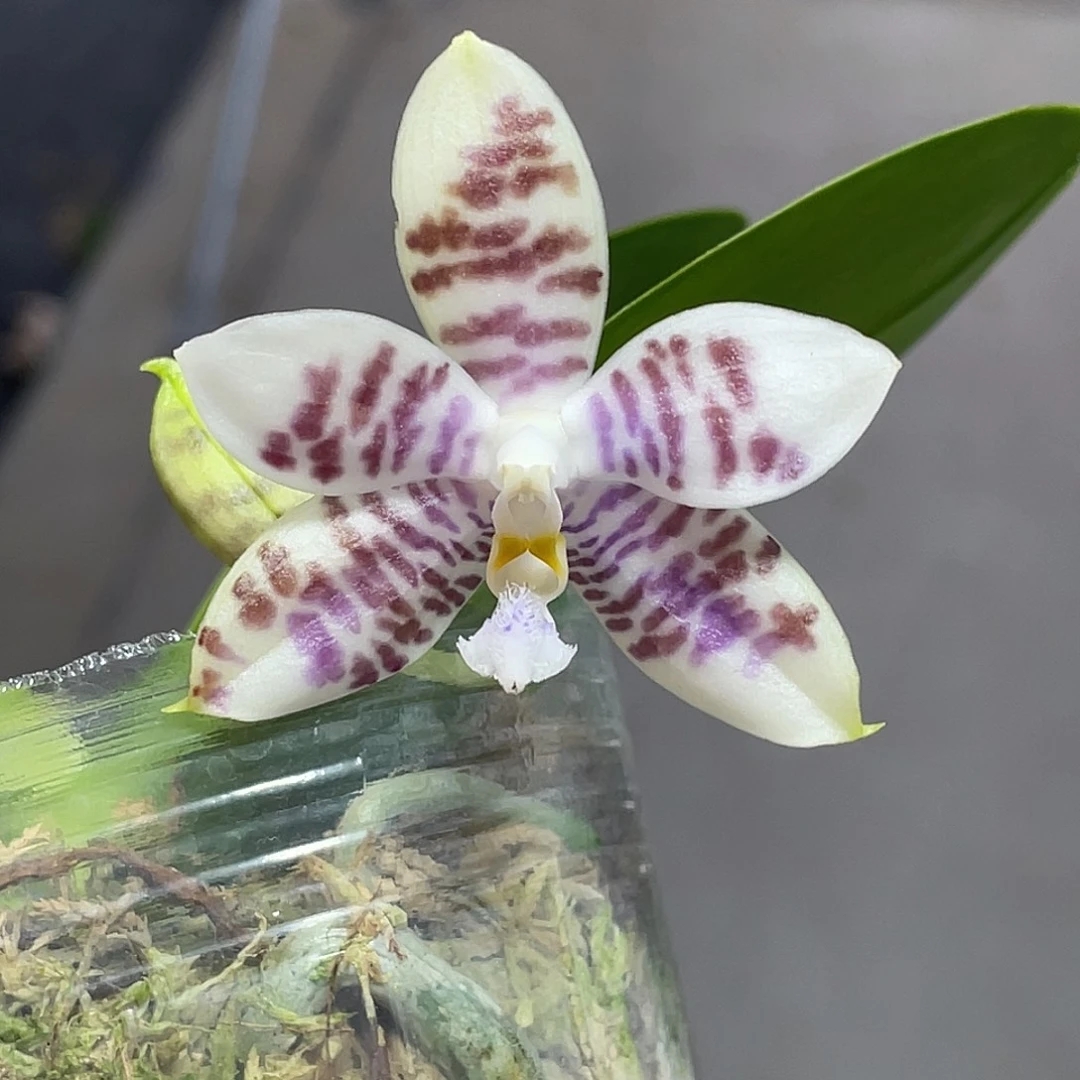 完全开放灰蓝纹 开花株 77号