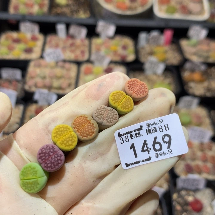 钮***娜Ssss精品生石花1469