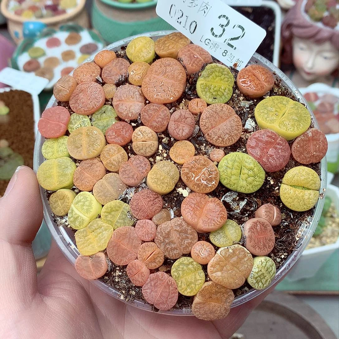 郎哥多肉生石花10-32