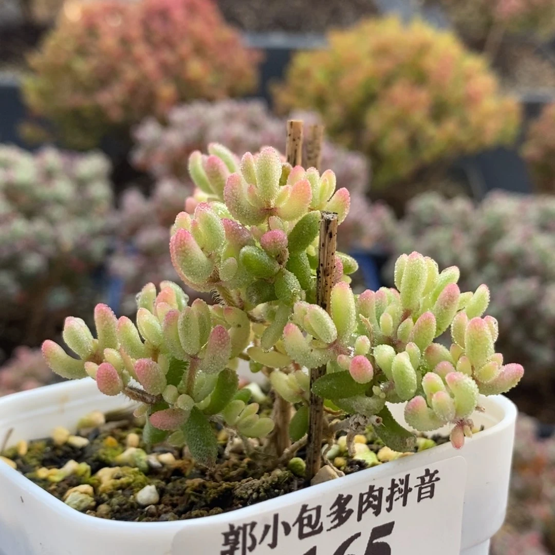 红宝石锦4165枝干番杏