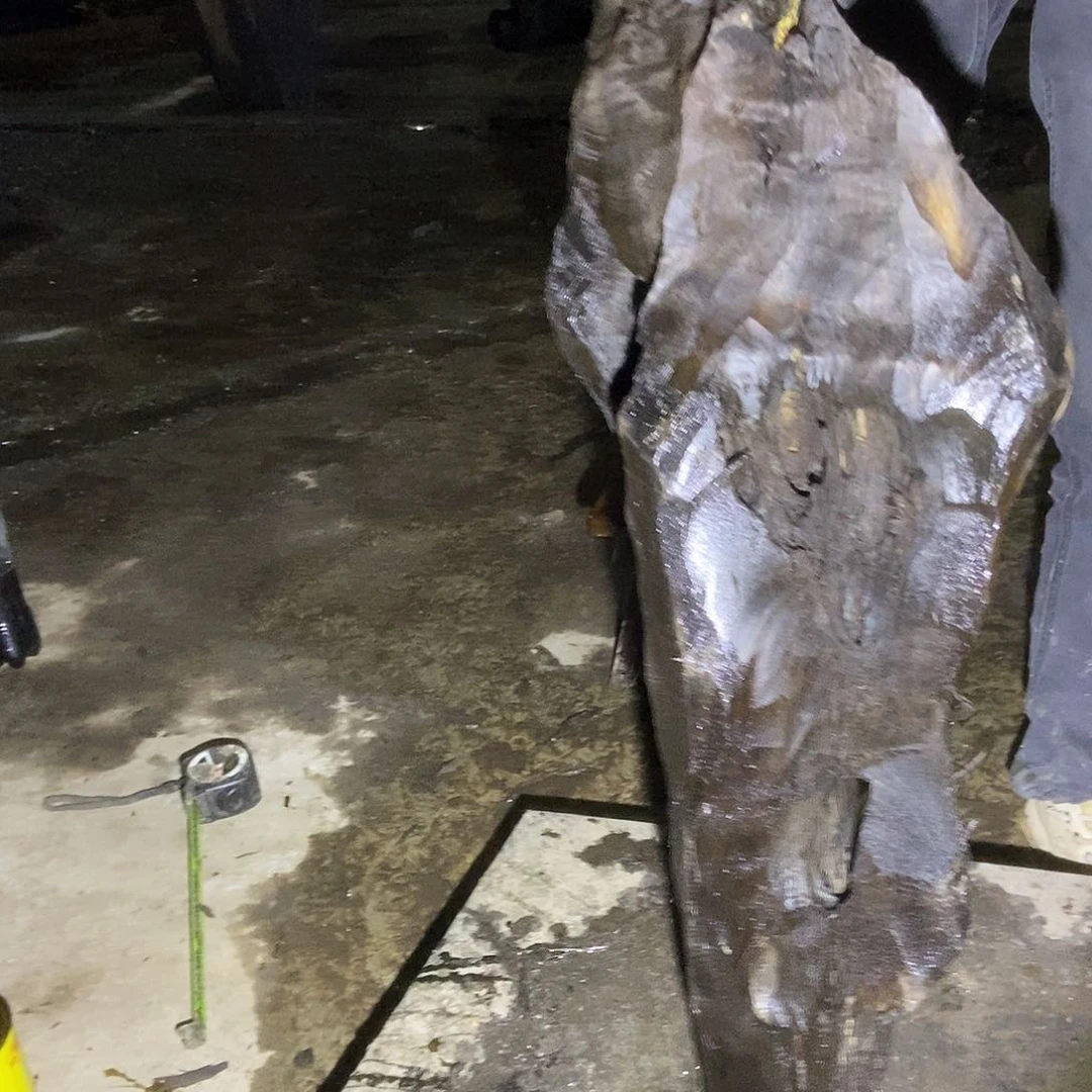 金丝楠阴沉木毛料