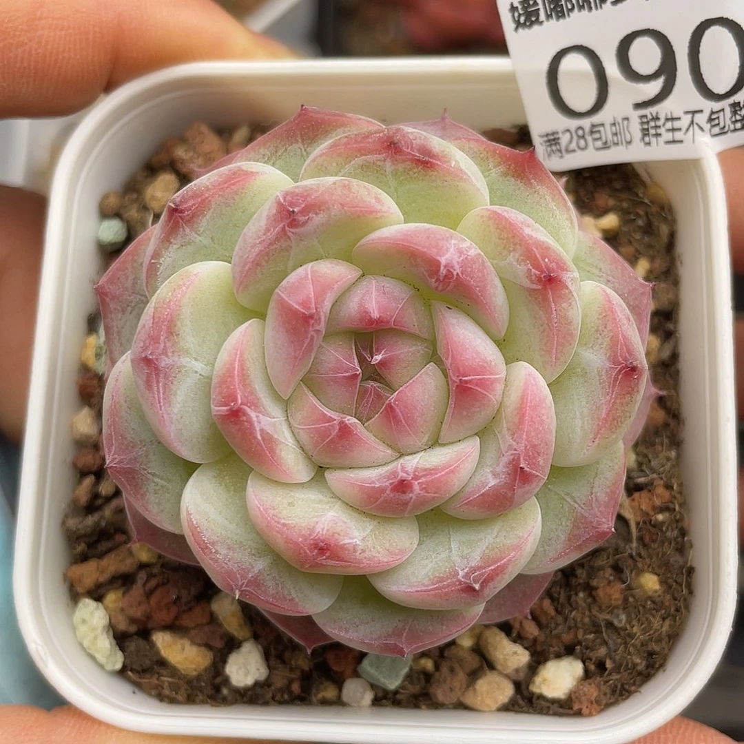 090 3.5一物一拍精品美肉