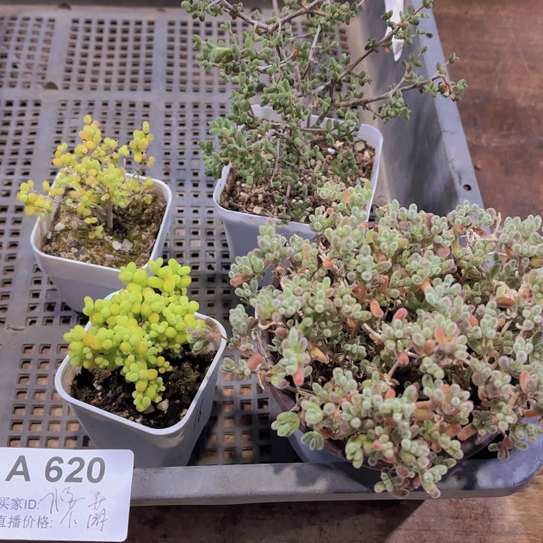 多肉620多肉植物