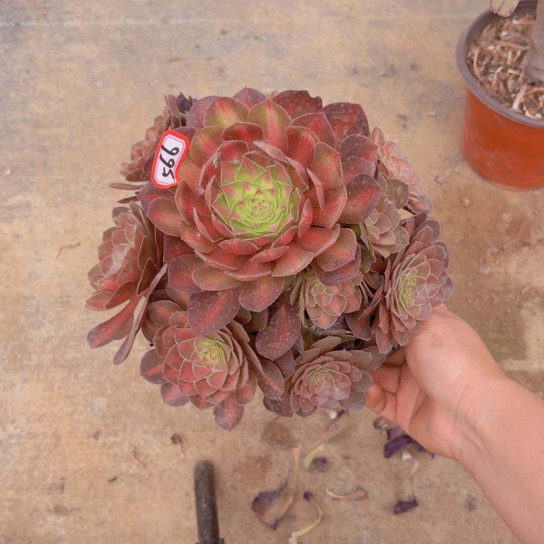 倾城中班锦566多肉植物一物一拍