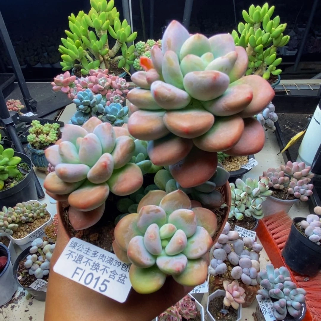 015樱花洛神多肉10c m
