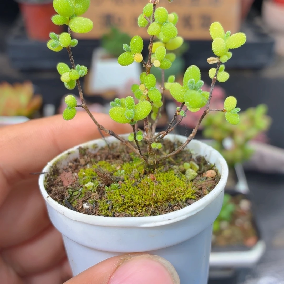 小盆蜜橘糖球多肉9.9包邮发货