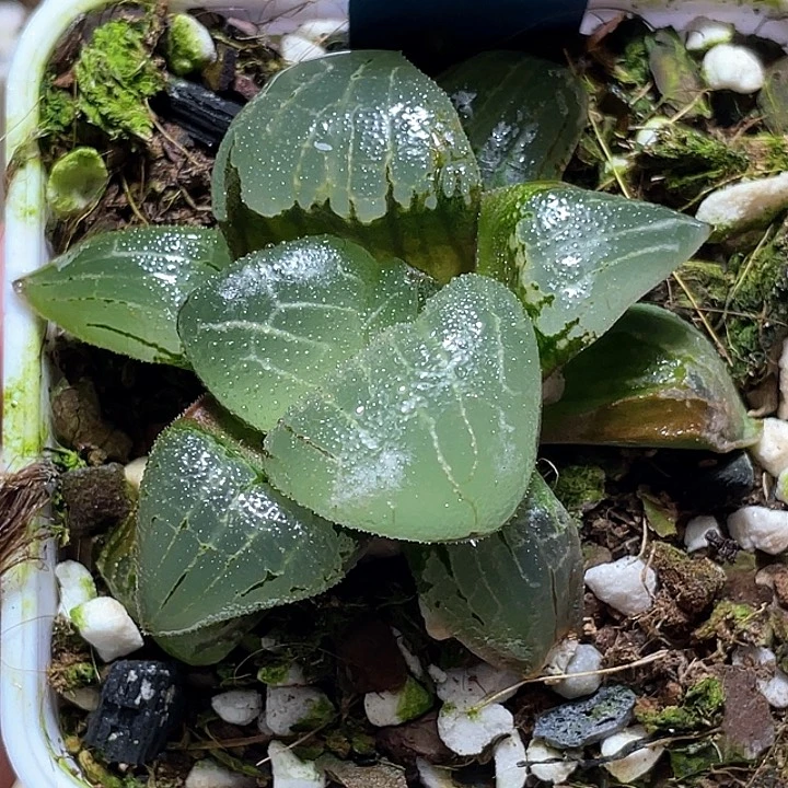 980芸窗新版糯阿