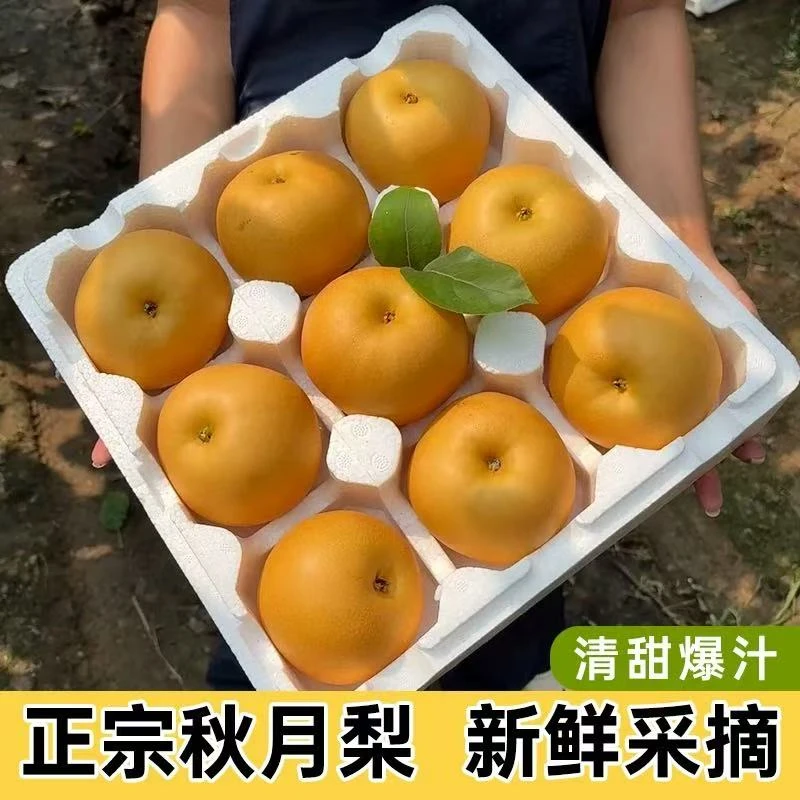 一斤秋月梨（中果）