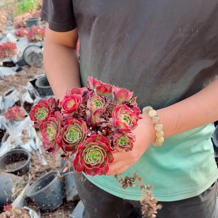 海王棚里多肉法师