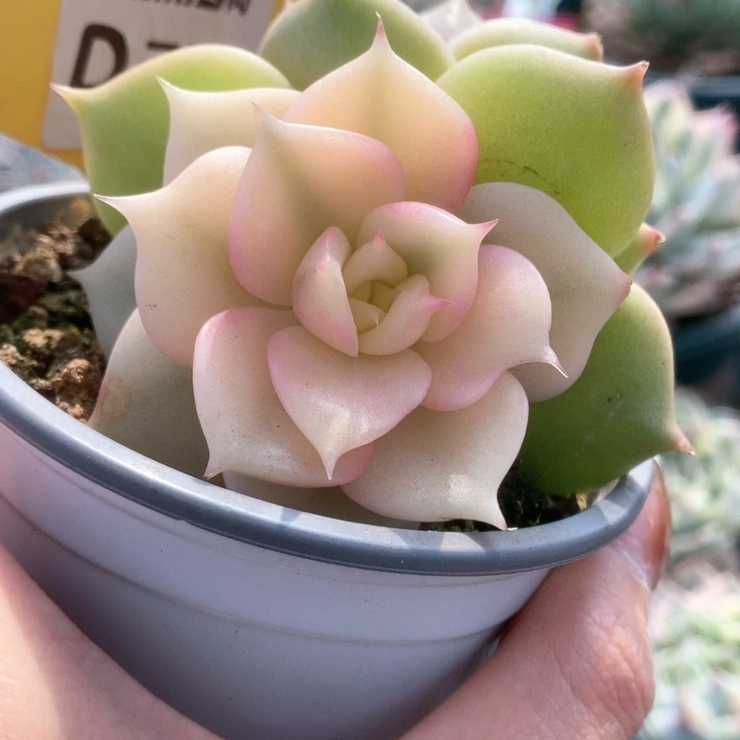 289贝加尔湖锦锦锦锦锦锦