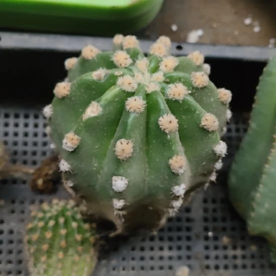 仙人球毛花柱诺尔斯带根福利