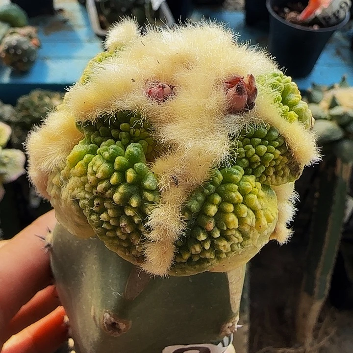 大尤丸叶哥斯拉锦288