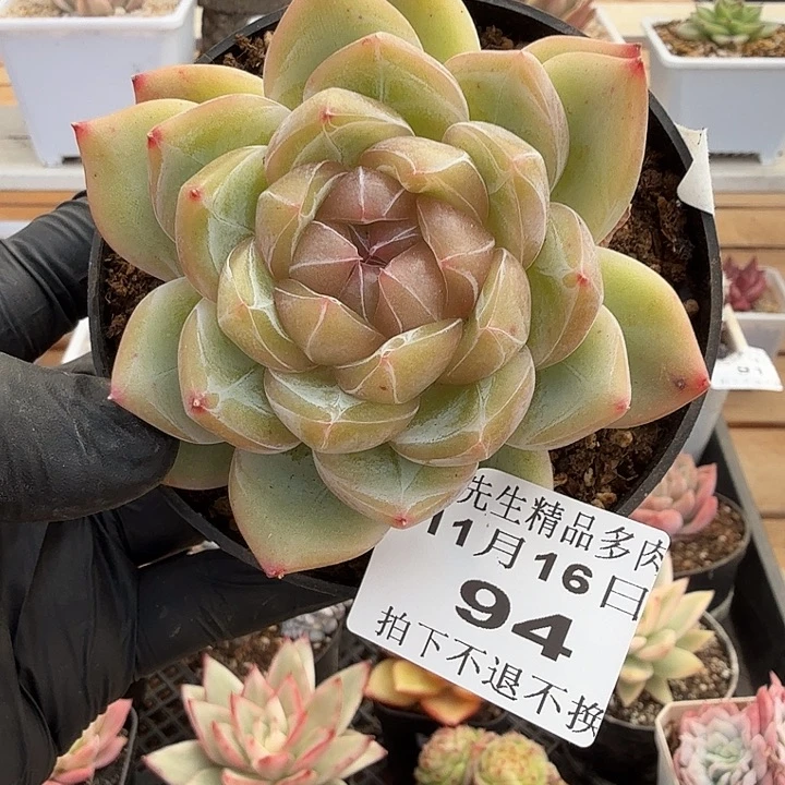 1116-94冰花单头a