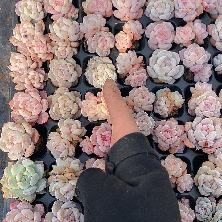 232-233 多肉植物盆栽花卉植物