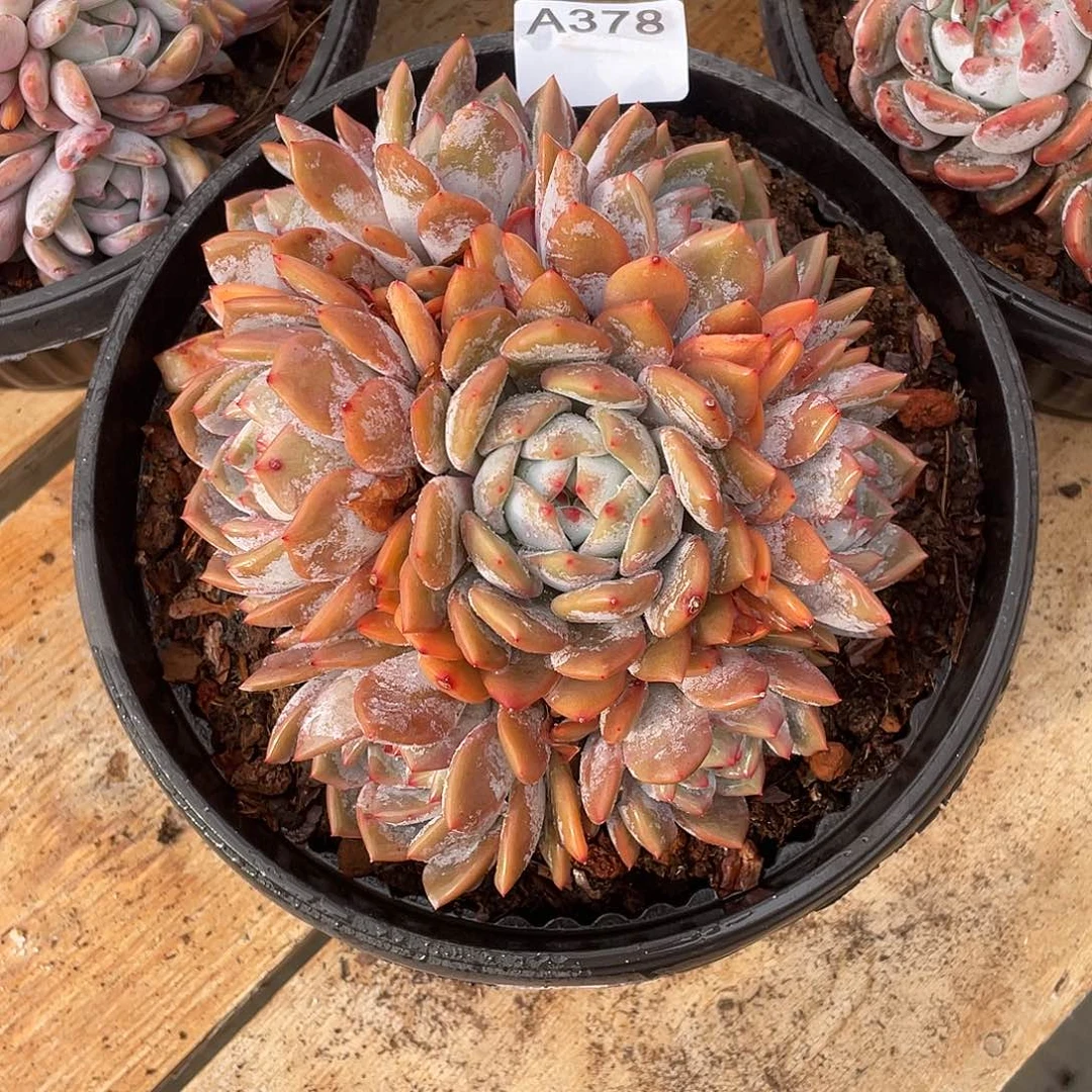 378多肉植物多肉植物