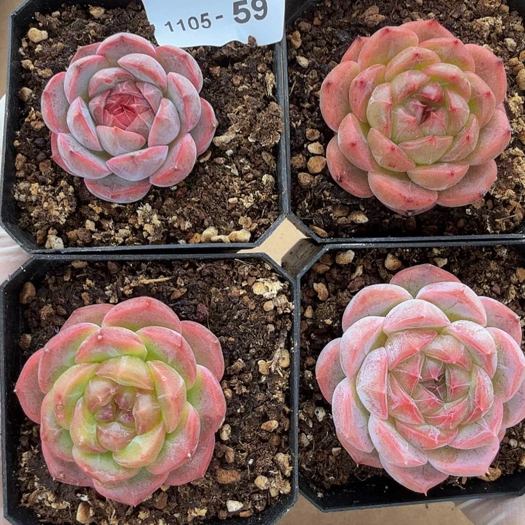 1101-59四颗多肉珍妮