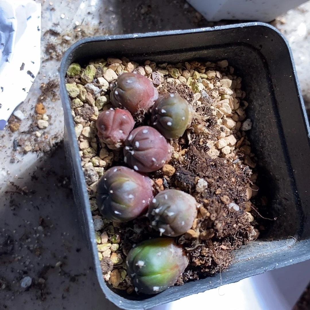 15367。 实生兜锦一颗。