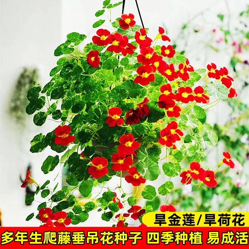 旱金莲种子盆栽花草植物室内易活花卉春天室外花种子