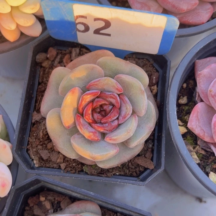 健健康康平平安安