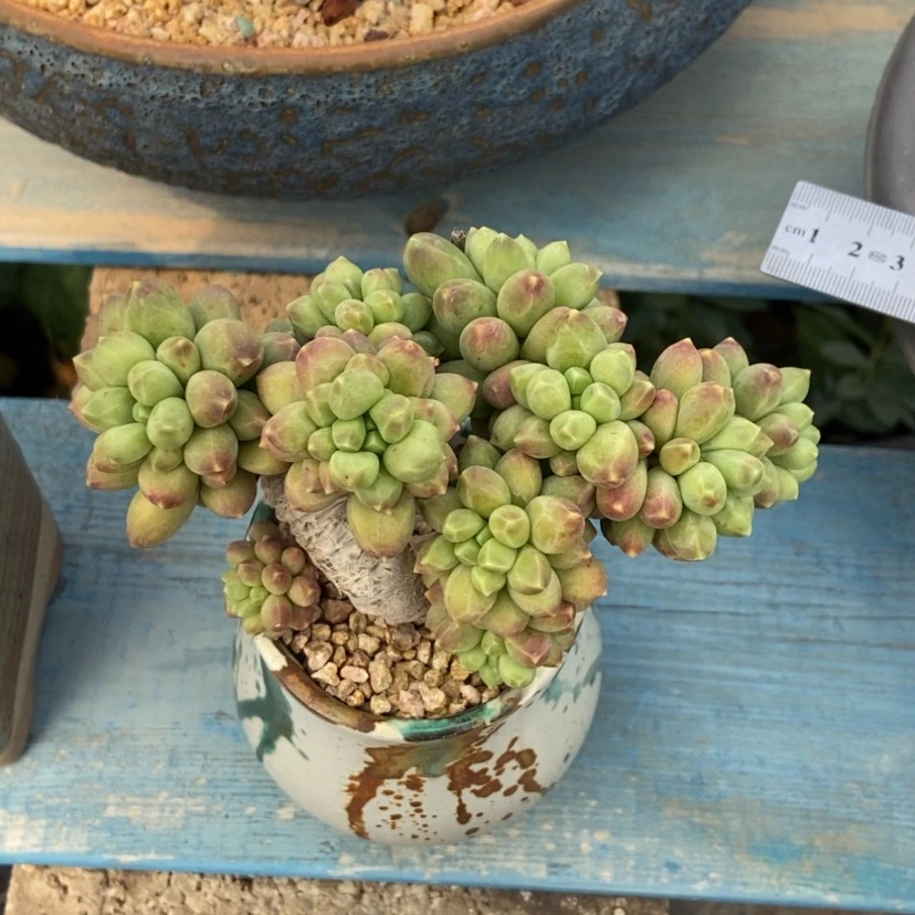 【闪购商品】香蕉树