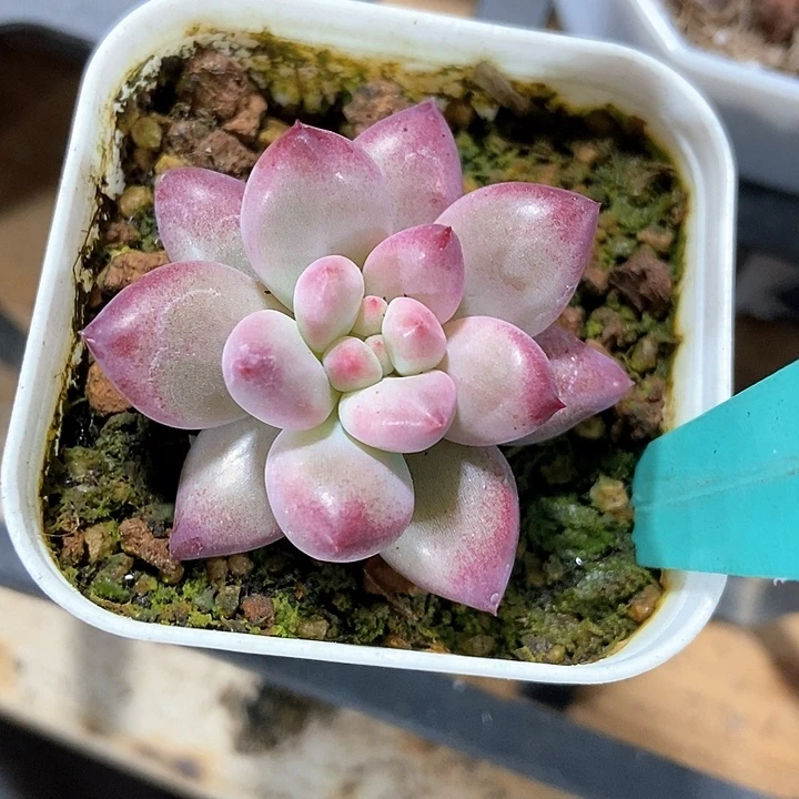 多肉植物金鱼姬805