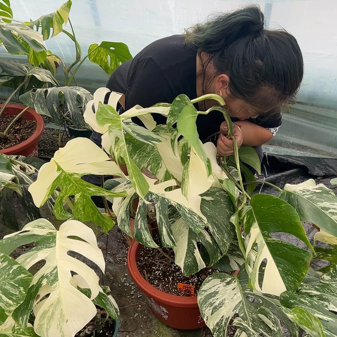 神***9完全开放白龟6685