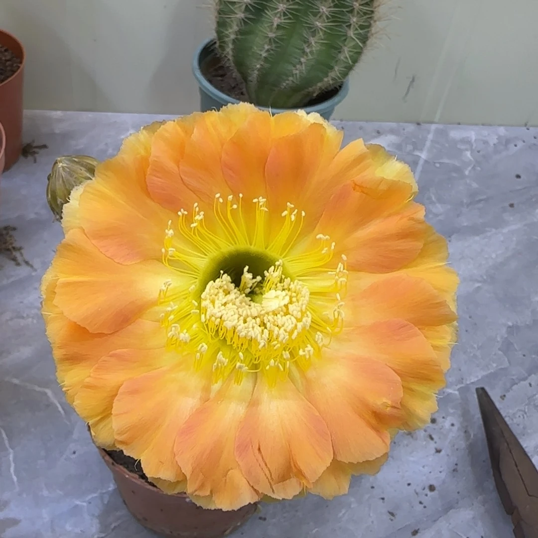 彩草仙人球一物一拍