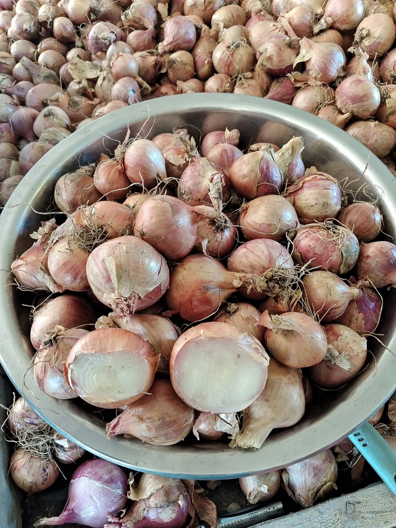 纯东北农家小园毛葱