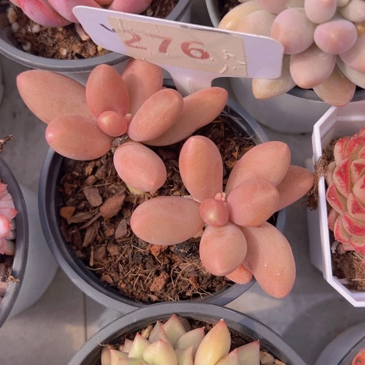 健健康康平平安安