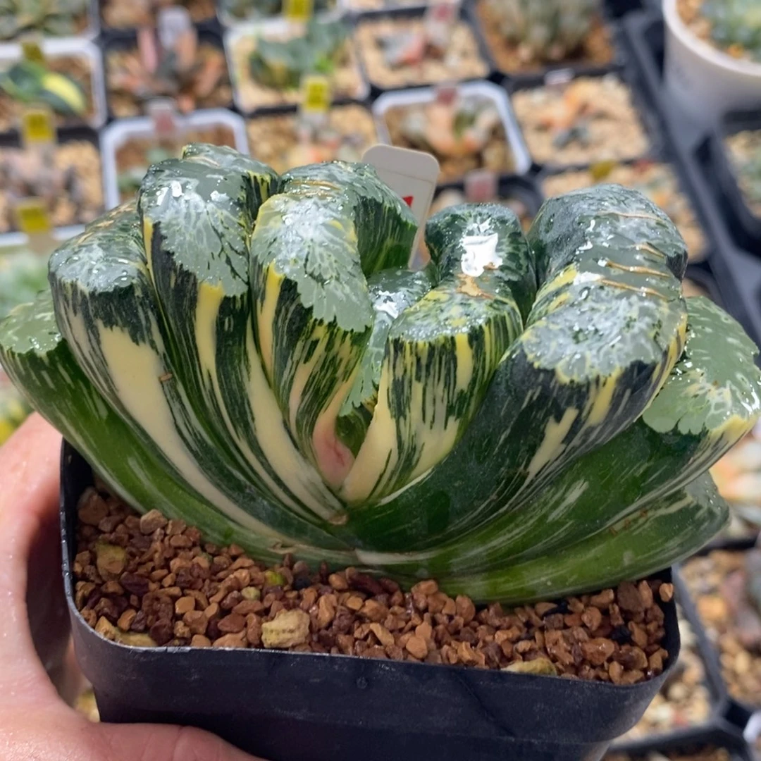 61北宅玉扇十二卷