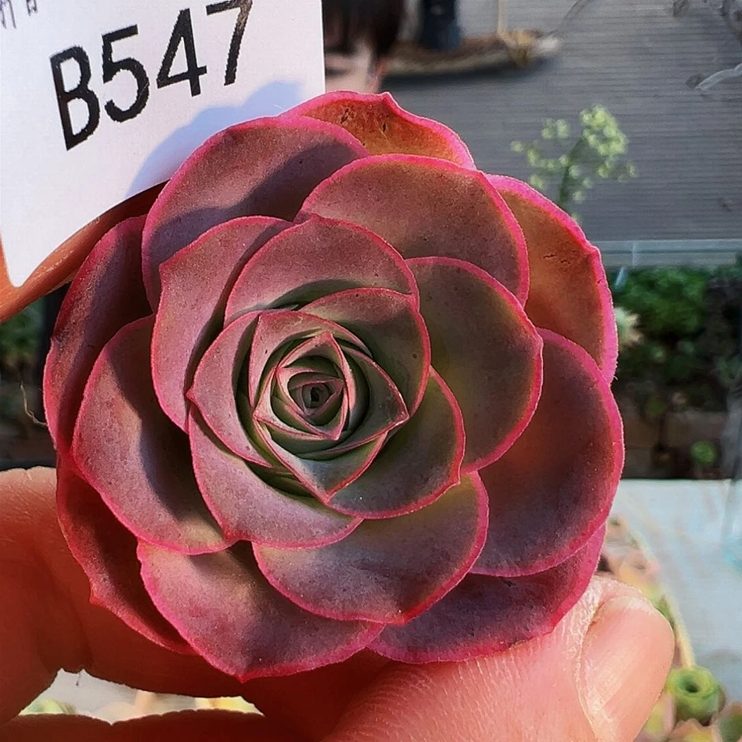 小*茄福袋 福袋 B547.547