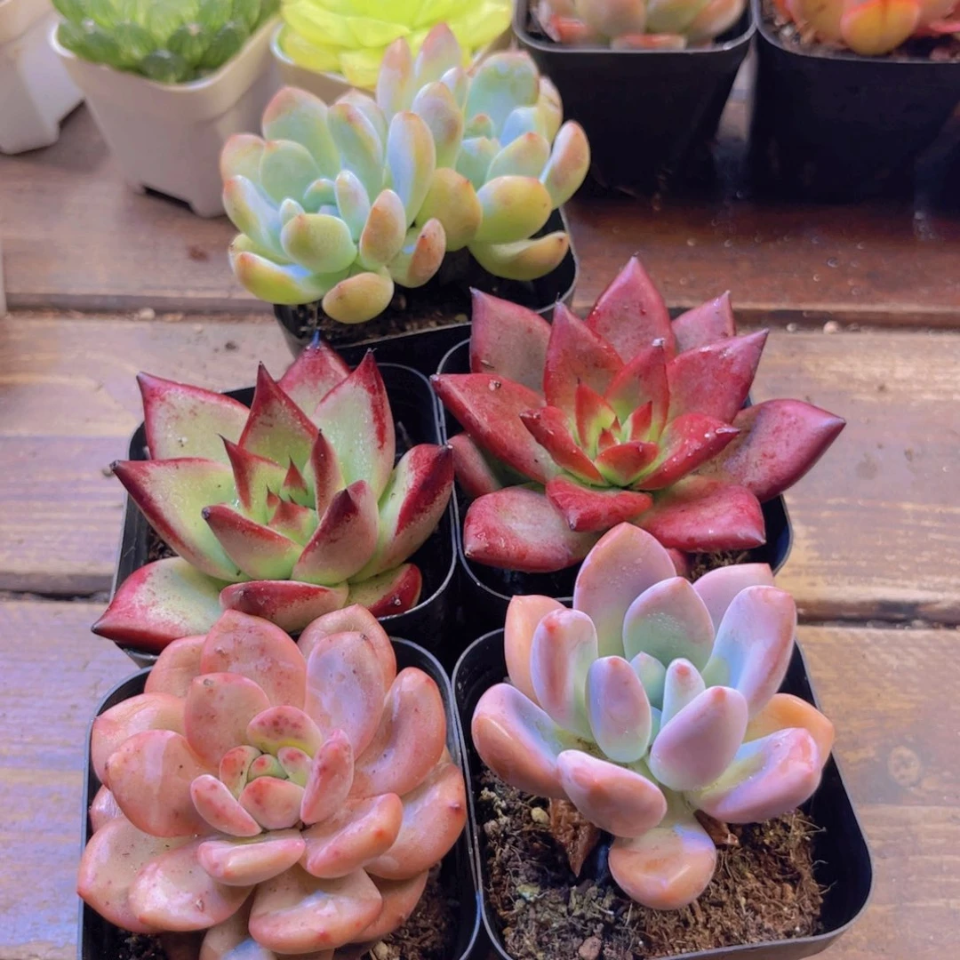 橙梦露套餐 带盆土