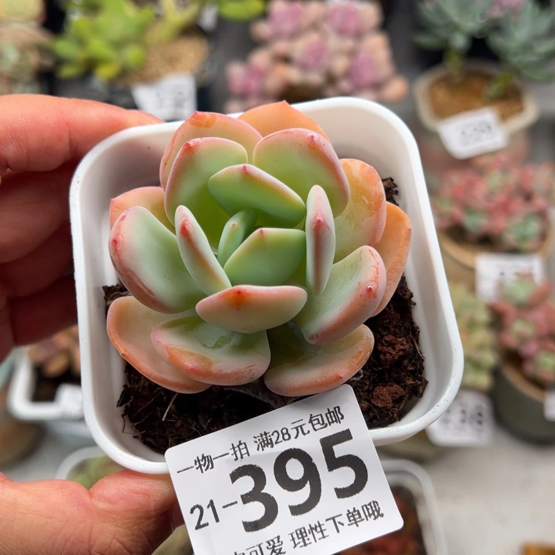 白月光多肉多肉多肉多肉